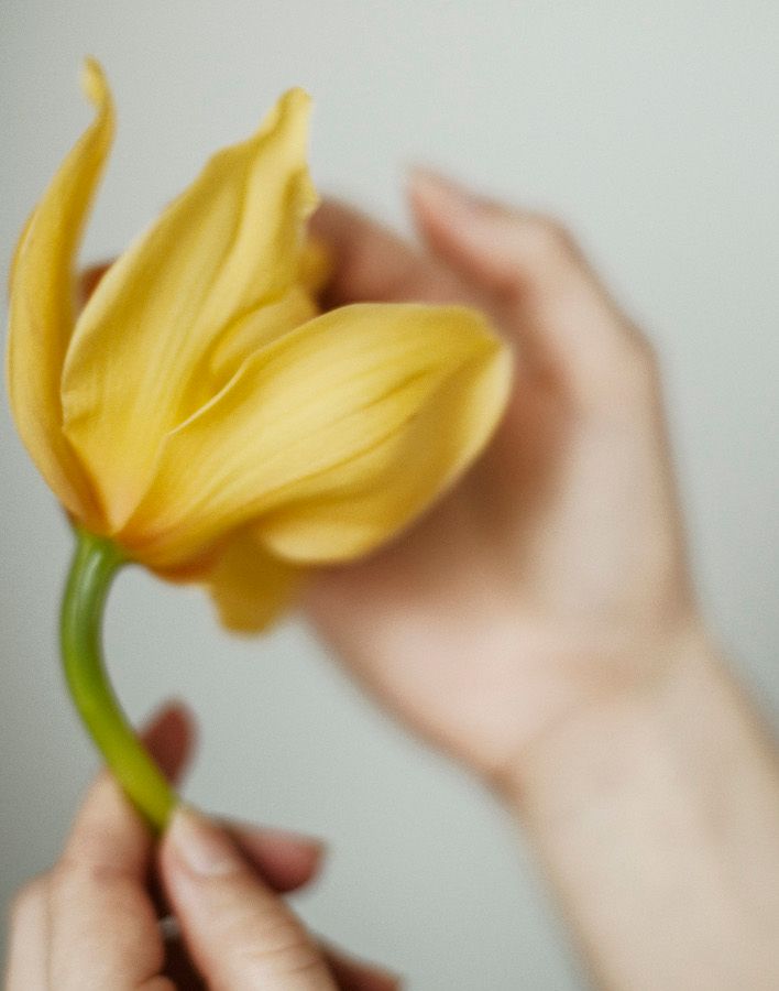 Nærbillede af en gul tulipan i Melissa Bandsberg Thomsens hånd