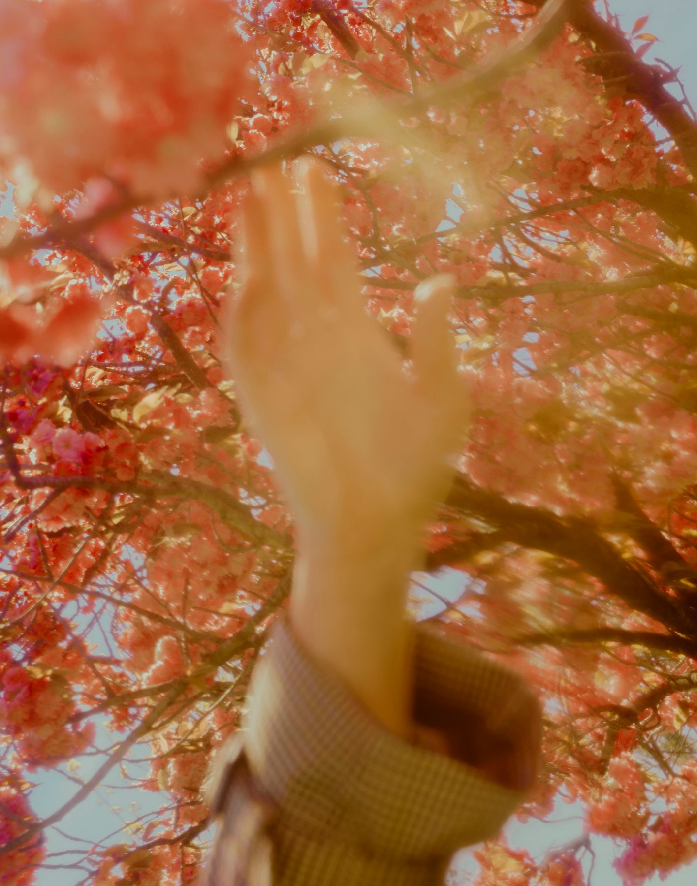 Foto, hvor en hånd omgivet af et træs blomsterflor griber efter en af grenene.